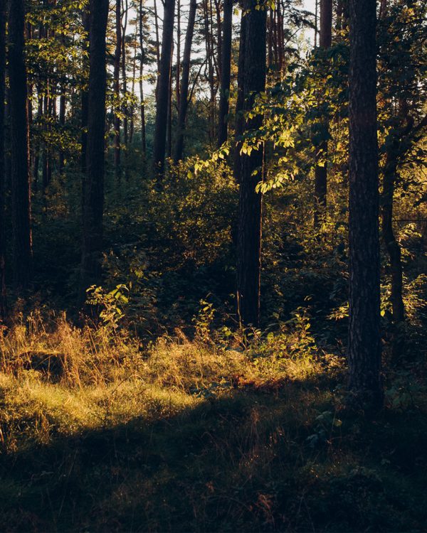 Skog med en solnedgång
