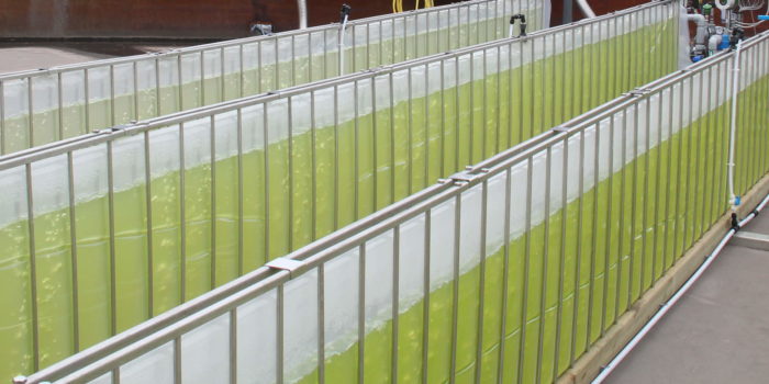 ALGOLAND Green Wall Panel