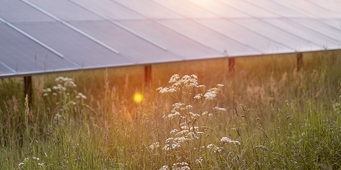 Törneby Solpark, med solpaneler i gryningsljus, omgiven av ängsgräs och vilda blommor.