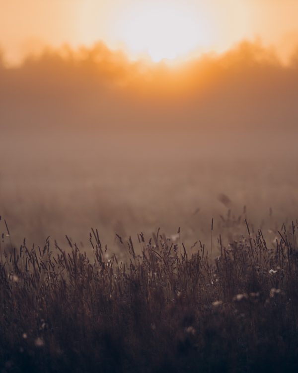 Landskapsbild