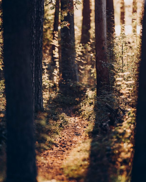 Skogsbild Småland