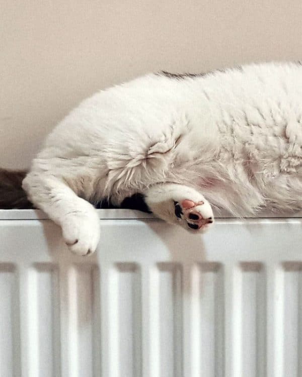 Katt vilar på ett element