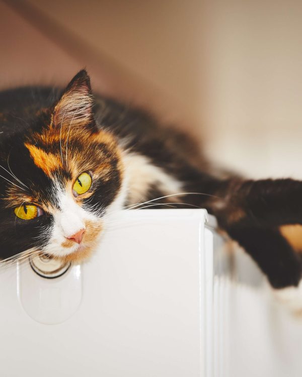 Katt med gulgröna ögon ligger avslappnat ovanpå ett vitt element i ett ljust hem och sträcker ut tassarna